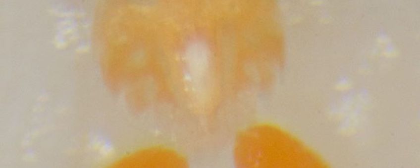 Een sterk uitvergrote foto van een vrouwelijk exemplaar van een Zeenijntje op de huid van een Kleine vlokslak