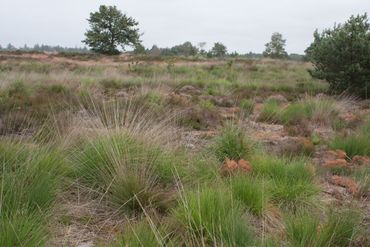 Het onderzoeksgebied de Groote Heide in Noord-Branbant.