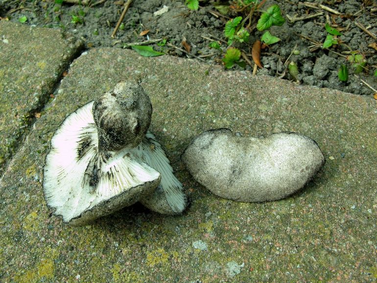 Russula ambusta, nog geen Nederlandse naam