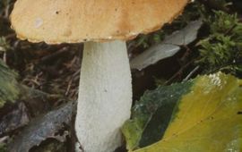 M.W.Boomsluiter Oranje populierenboleet
Leccinum albostipitatum
M.W.Boomsluiter