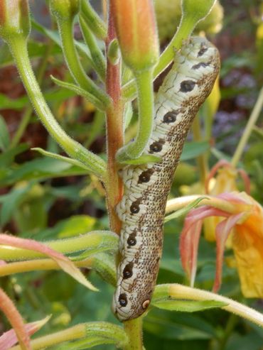 Bij de rups van de teunisbloempijlstaart ontbreekt de pijl