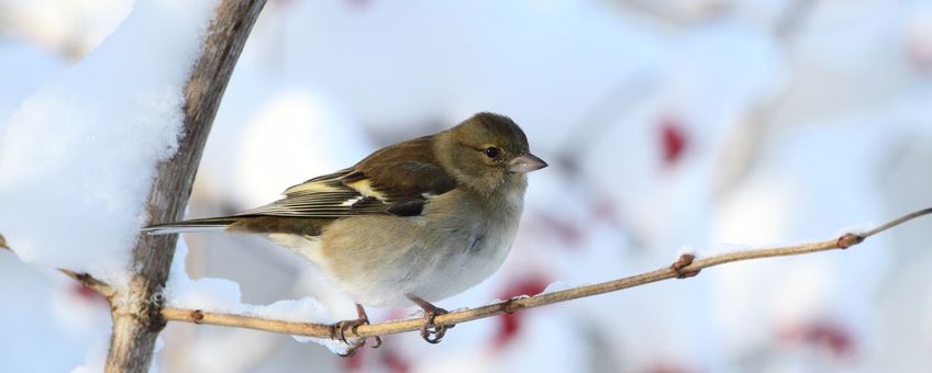 Vink
