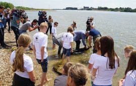 Uitzetten van jonge steuren op 10 juni 2015