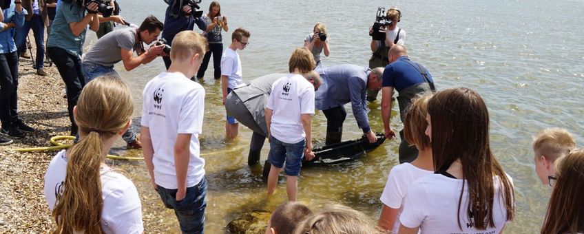 Uitzetten van jonge steuren op 10 juni 2015