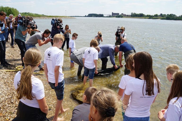 Uitzetten van jonge steuren op 10 juni 2015