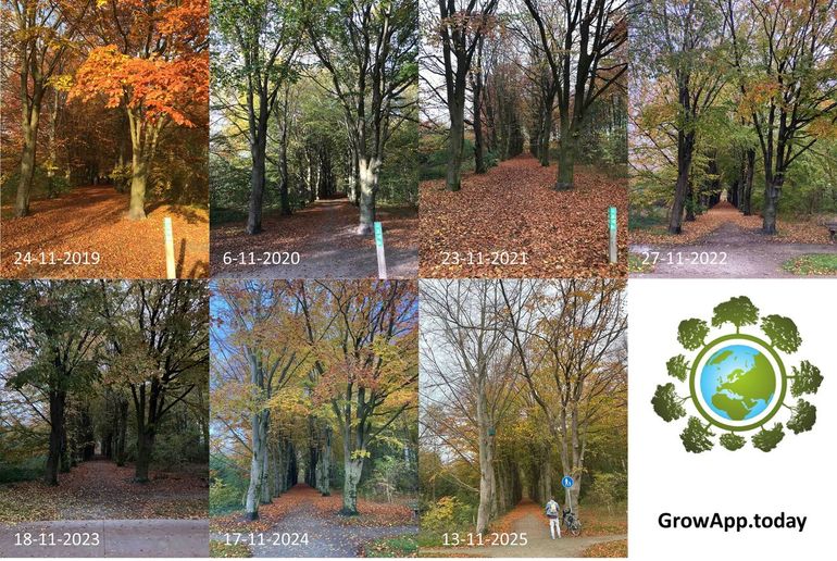 Figuur 8: Stand van bladverkleuring en bladval van beuken in Almere rond 18 november in de jaren 2019 tot en met 2025