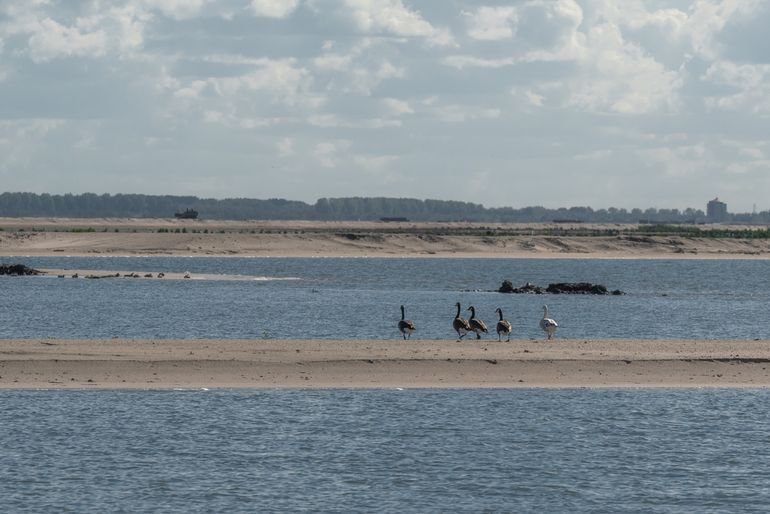 Ganzen op Marker Wadden