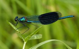 Calopteryx splendens. Weidebeekjuffer