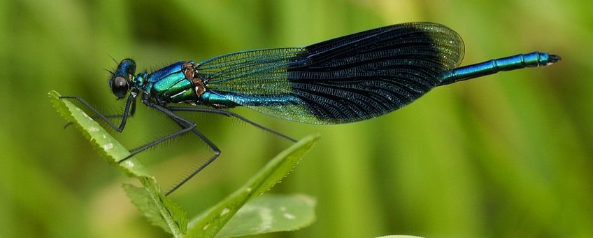 Calopteryx splendens. Weidebeekjuffer