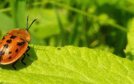 De meeste schildpadtorren zijn groen of bruin, maar de alantschildpator is rood met zwart. Ze leeft op heelblaadjes