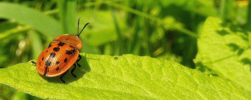 De meeste schildpadtorren zijn groen of bruin, maar de alantschildpator is rood met zwart. Ze leeft op heelblaadjes