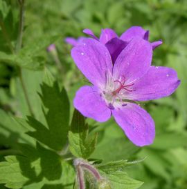 Geranium sylvaticum Bosooievaarsbek, woodland geranium