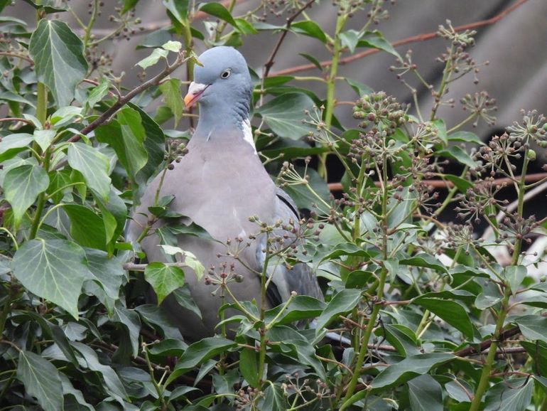 Houtduiven zijn dol op de bessen in de klimop