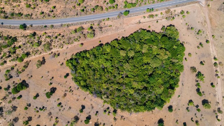 Ontbossingscijfers van de afgelopen maanden tonen aan dat de inspanningen om ontbossing in het Amazonegebied tegen te gaan vruchten afwerpen, maar dat de verplaatsing van natuurvernietiging naar de Cerrado zorgwekkend is
