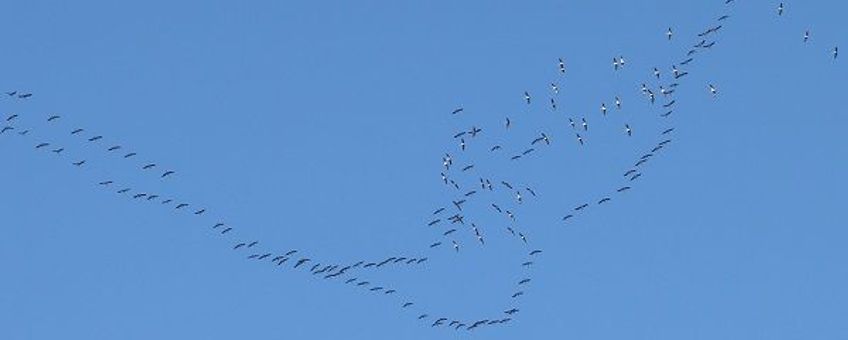 Kraanvogels profiteerden van de combinatie van warm, rustig weer en de gunstige wind.