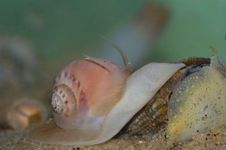 De gewone tepelhoren maakt kleine gaatjes in andere schelpen