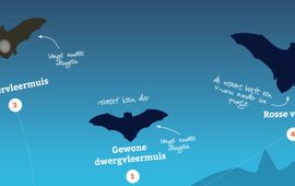 Peter Twisk Detail Zoekkaart Meest voorkomende vleermuizen van Nederland