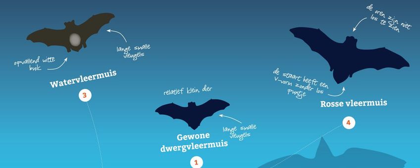 Detail Zoekkaart Meest voorkomende vleermuizen van Nederland