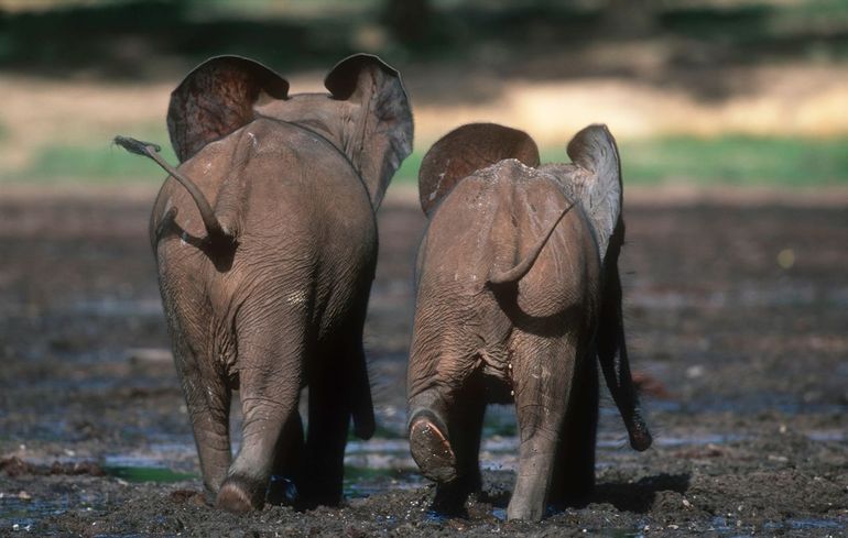 Twee jonge bosolifanten