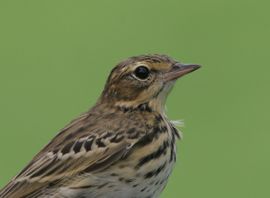 Anthus trivialis. Boompieper