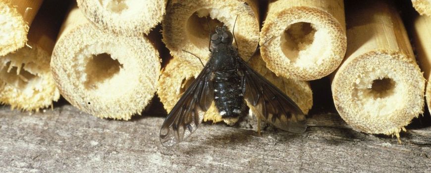 Uninvited Predatory Bugs Concentrating on Bee Lodges: Nature’s Regulation of ‘Eat and Be Eaten’