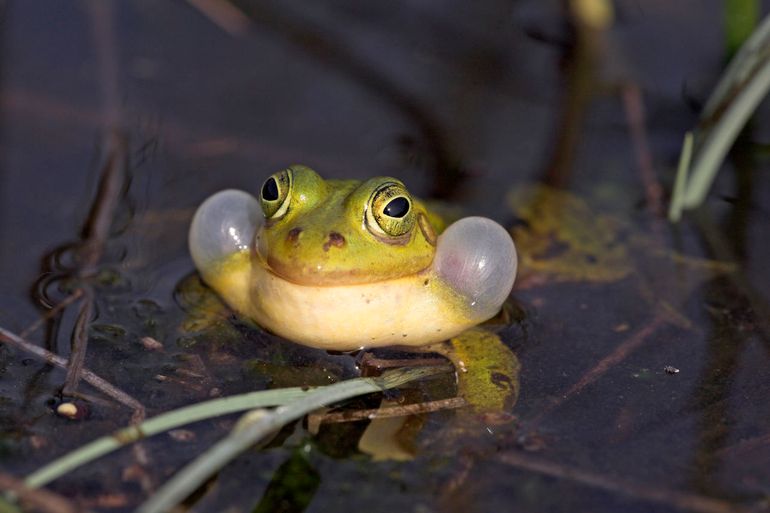 De poelkikkers gaan deze maand weer kwaken