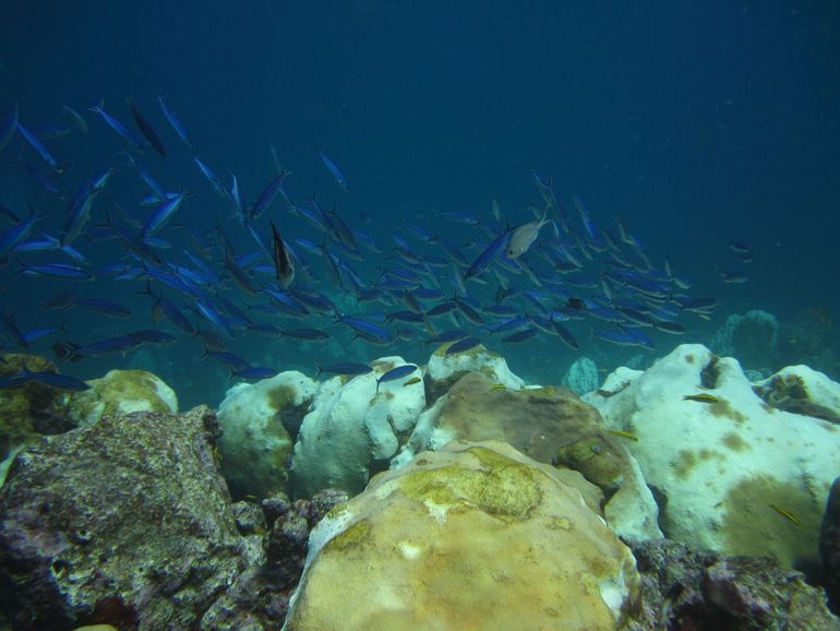 In previous years, coral reefs experienced significant bleaching due to unusually high ocean temperatures