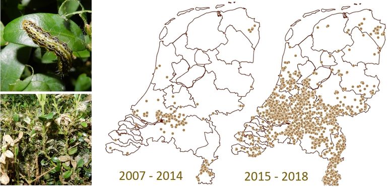 De rups, het vraatbeeld in buxus, waarnemingen buxusmot vanaf 2007