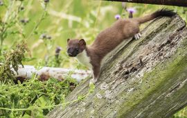 Mustela erminea. Hermelijn