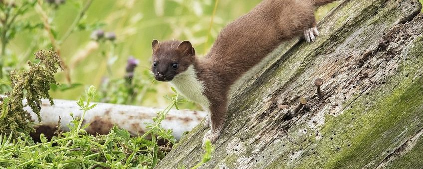 Mustela erminea. Hermelijn