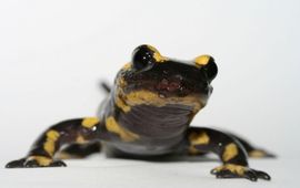 Frank Pasmans Vuursalamander met bsal (Salamandra salamandra)