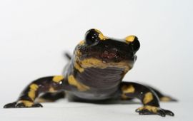 Vuursalamander met bsal (Salamandra salamandra)