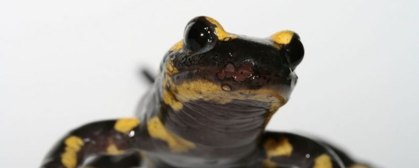 Vuursalamander met bsal (Salamandra salamandra)