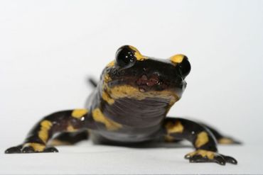 Vuursalamander met Batrachochytrium salamandrivorans (Bsal) 