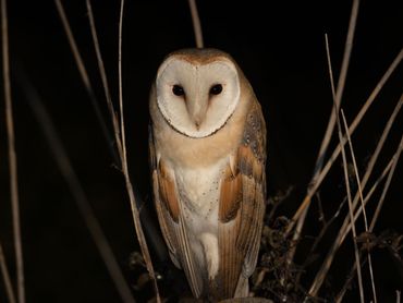Barn owl (Tyto alba)