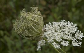 Daucus carota wilde peen