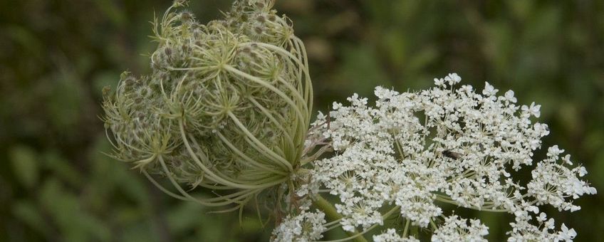Daucus carota wilde peen