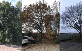 Herfstkleuring en bladval van een zomereik in de Lumentuin in Wageningen