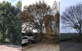 GrowApp.today Herfstkleuring en bladval van een zomereik in de Lumentuin in Wageningen