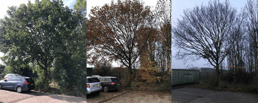 Herfstkleuring en bladval van een zomereik in de Lumentuin in Wageningen