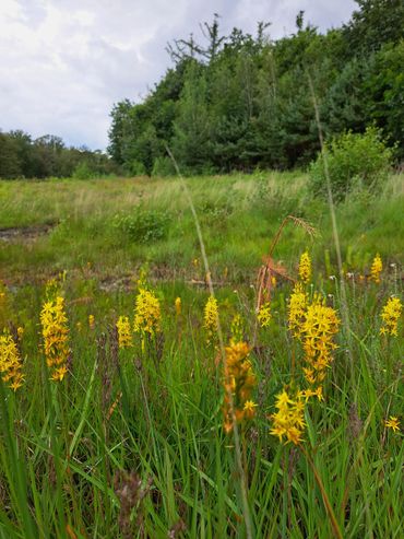 Bijzondere plantensoorten keren weer terug, zoals deze breenbeek in het al eerder herstelde deel