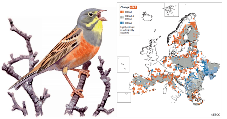 Ortolaan in European Breeding Bird Atlas 2
