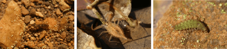 Verschillende ongewervelde taxa, van links naar rechts: Baetis (eendagsvlieg), Nepa (waterschorpioen) en Rhyacophila (schietmot)