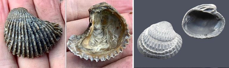 Links: een 50 miljoen jaar oude oesterschelp, verzameld op het Nederlandse strand bij Nieuwvliet-Bad in 2025, collectie Naturalis Biodiversity Center. Rechts: zwinkokkels van Cadzand, 1982