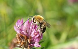 Een gewone langhoornbij doet zich te goed aan nectar.