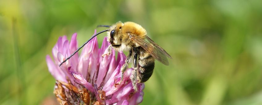 Een gewone langhoornbij doet zich te goed aan nectar.