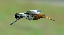 Limosa limosa 130, Grutto, Saxifraga-Piet Munsterman