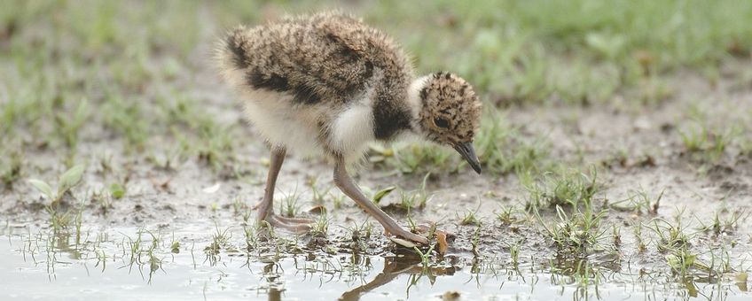 Vanellus vanellus. Kievit