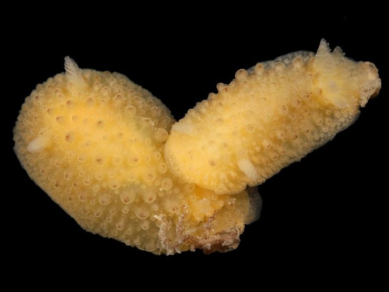 Doris ocelligera, aangetroffen aan de zuidwestelijke Britse kust