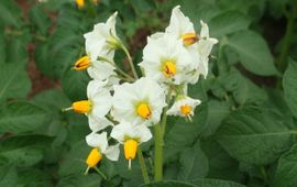 Mike Hirschler aardappelplant bloem IVN